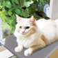Foldable Cat Window Hammock